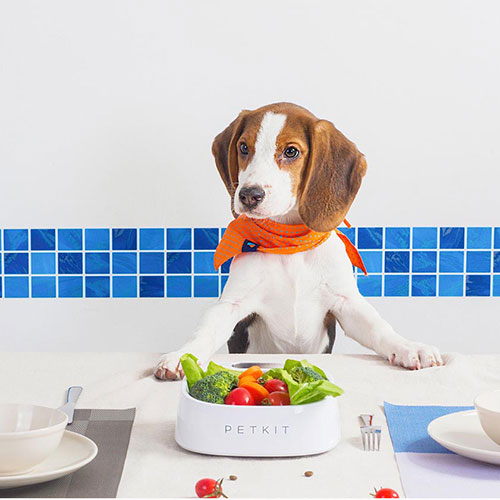 Petkit P510 Fresh Pet Bowl White